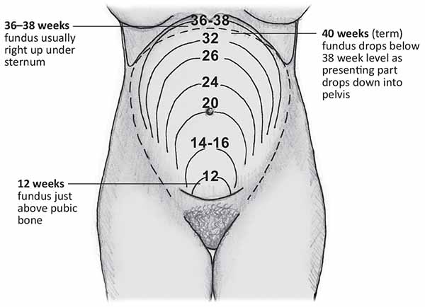 prenatal visit guidelines