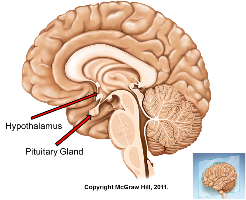 Hypothalamus-Pituitary Hormones and their functions | Time of Care