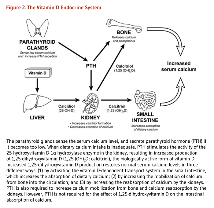 mechanism action of vitamin d